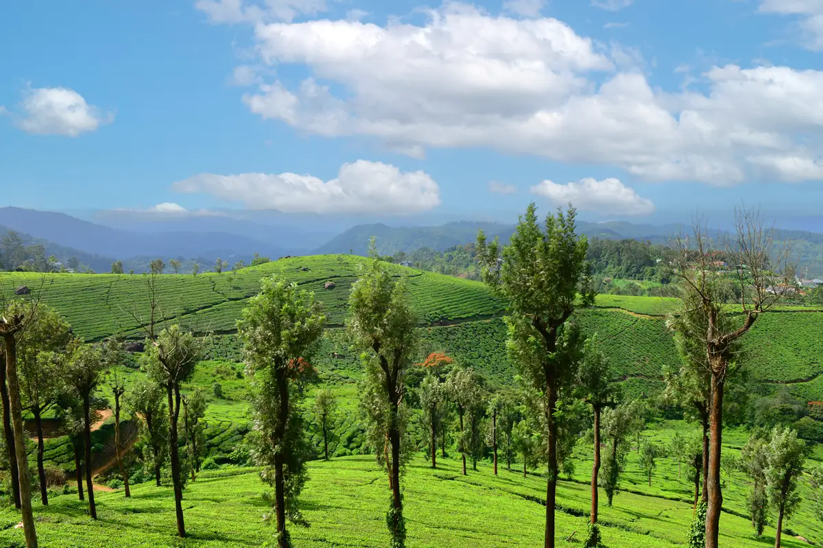 Munnar Tea Hotel view — tea plantation landscape Munnar